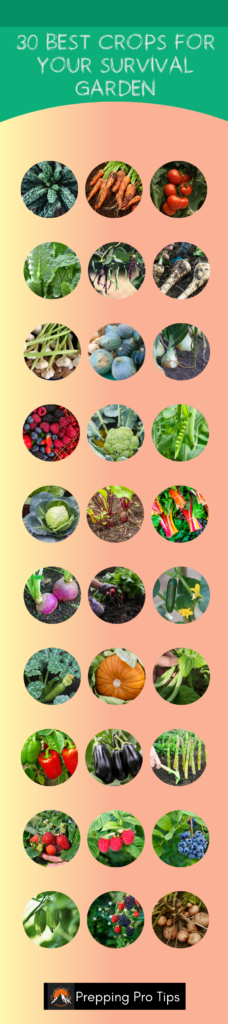 30 best crops for your survival garden infographic.