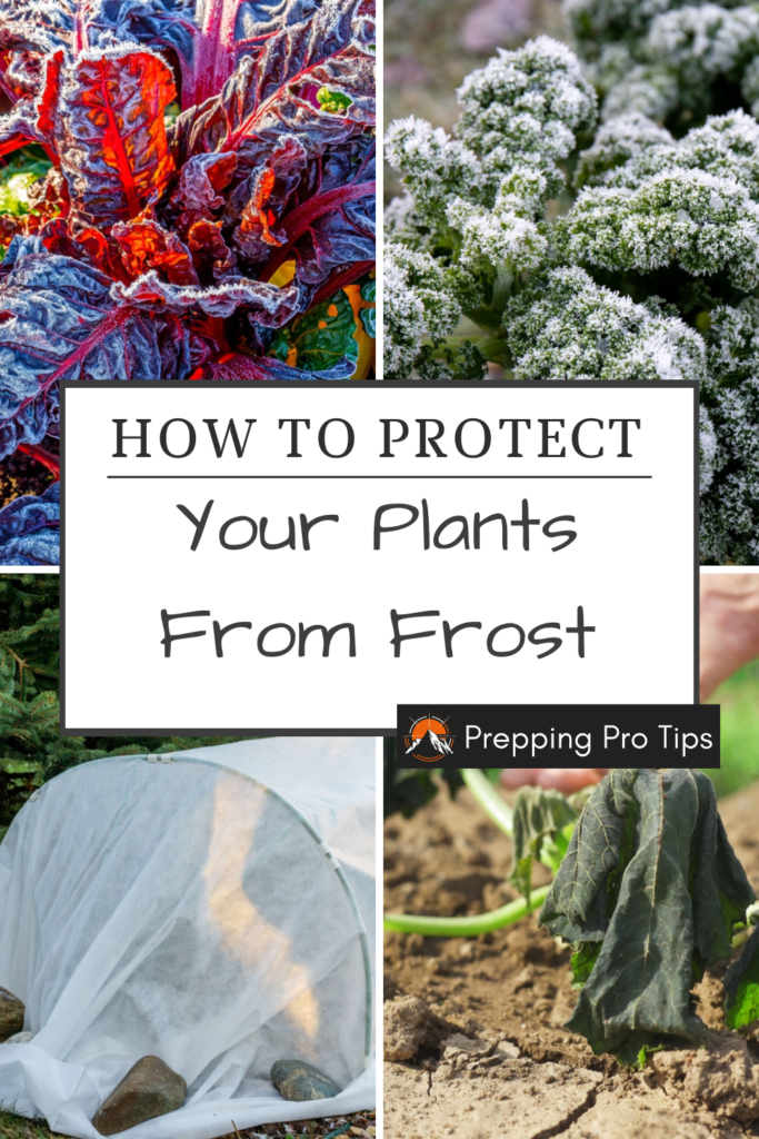 pin for how to protect your plants from frost.