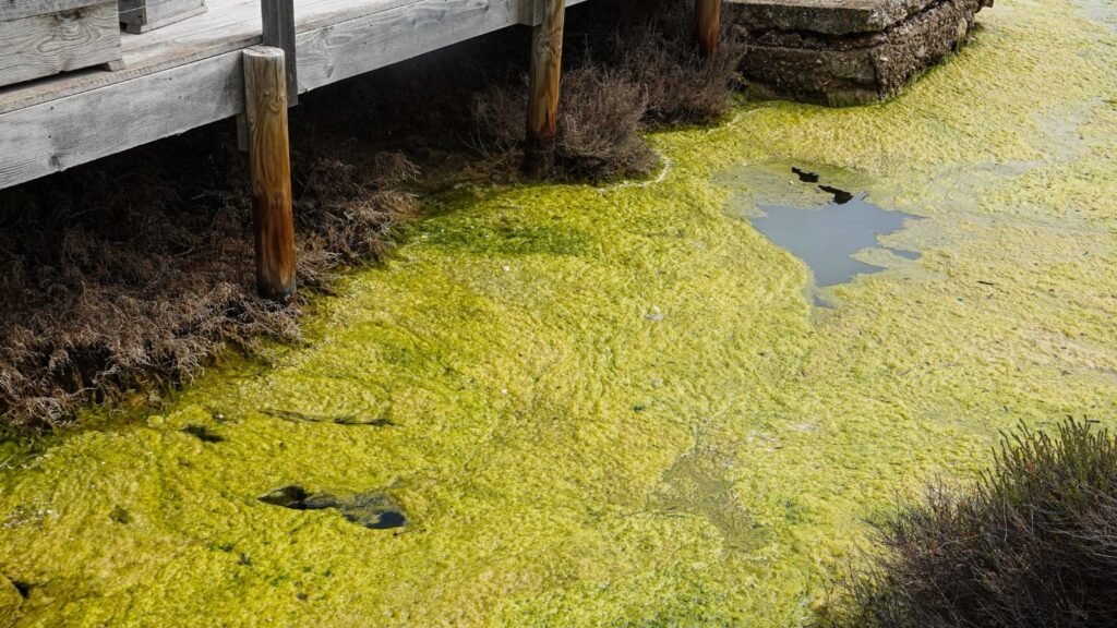 Algal Blooms Nearby