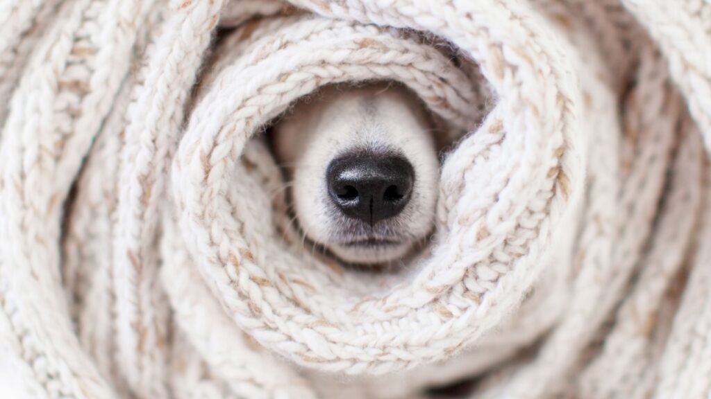 dog in wool bed