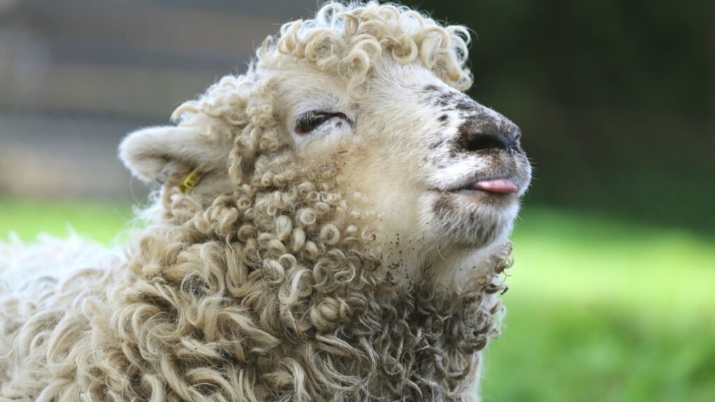 funny sheep