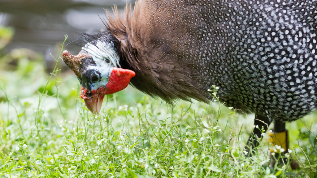 They Help with Weed Control