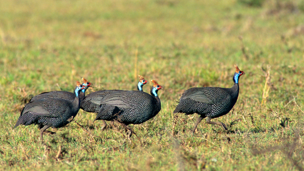 They Are Social Birds