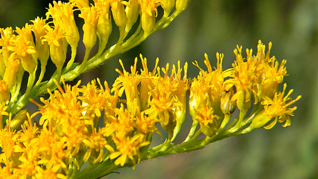 Goldenrod (Solidago spp.)