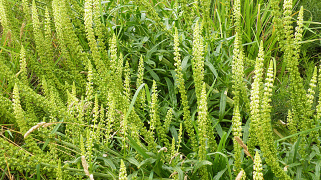 Weld (Reseda luteola) by 