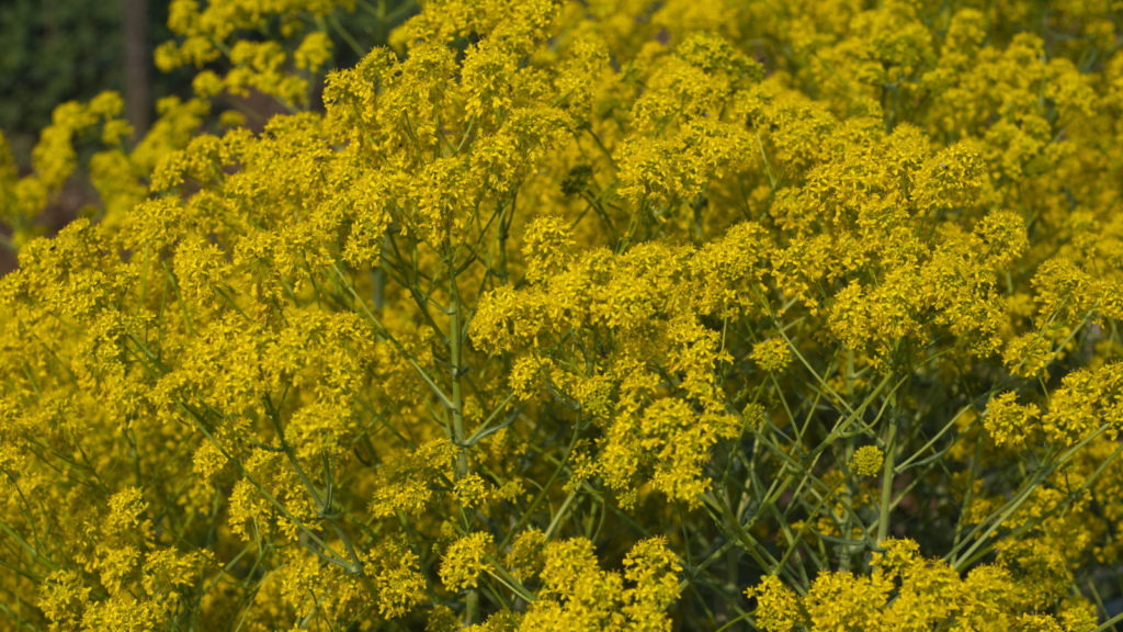 Woad (Isatis tinctoria)