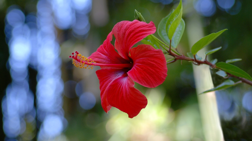 Hibiscus (Hibiscus rosa-sinensis)