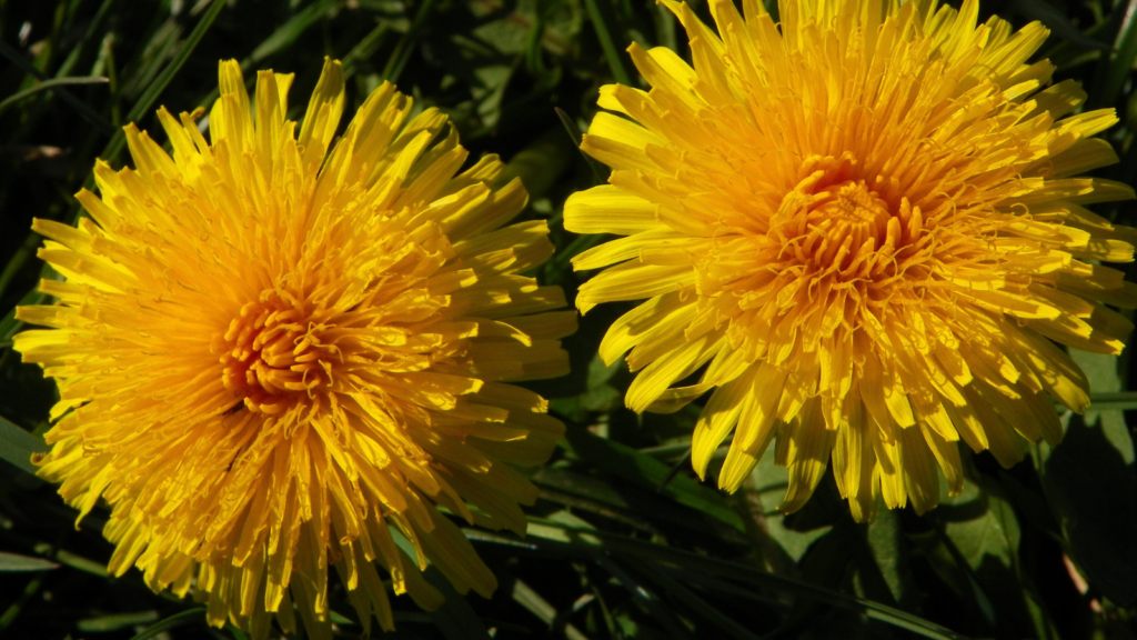 Dandelion