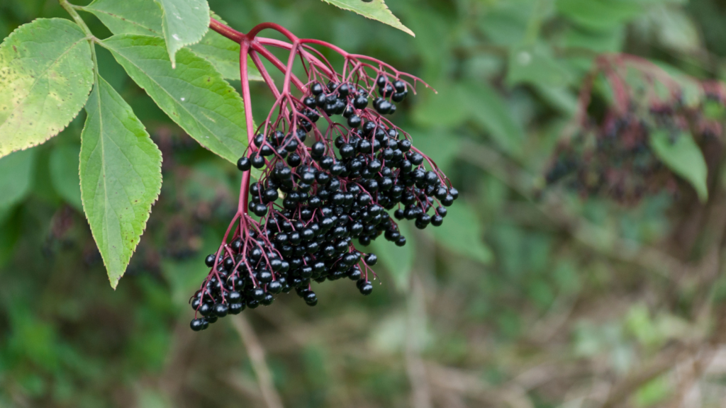 Elderberry