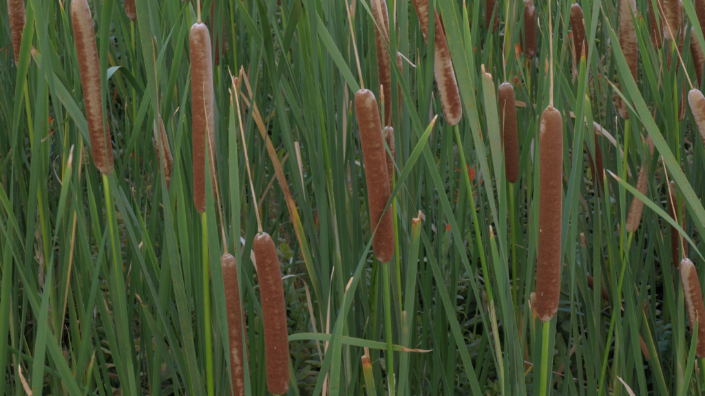 Cattails