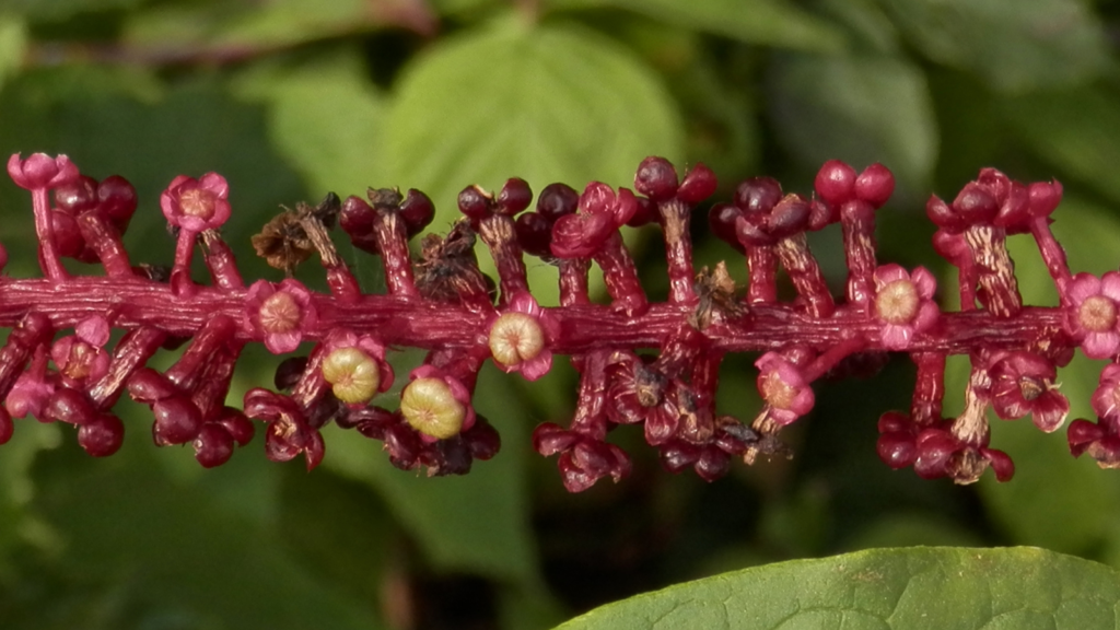 Pokeweed