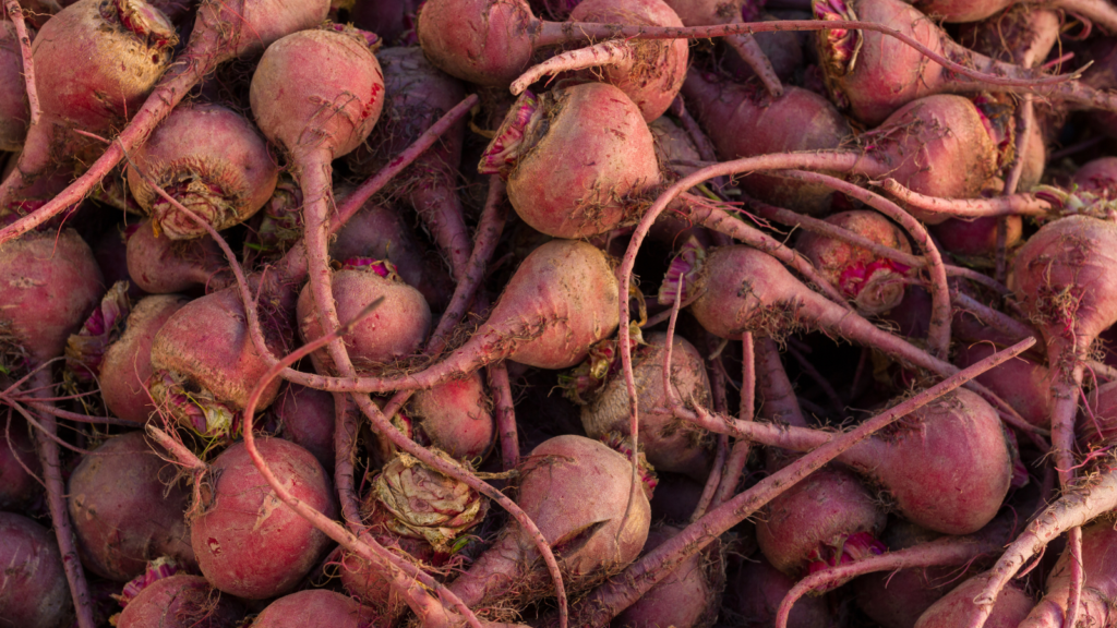 Beetroot (Beta vulgaris)