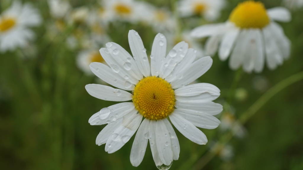 Chamomile (Matricaria chamomilla)