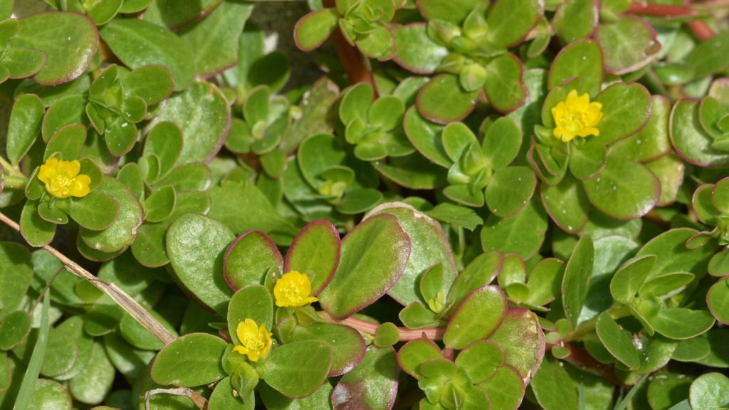 Purslane