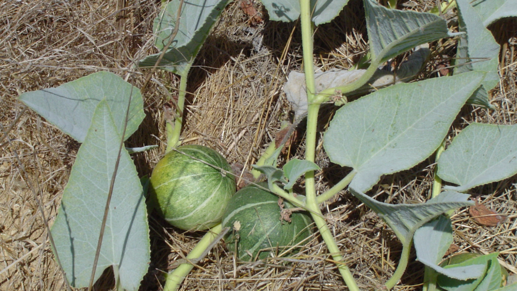 Buffalo Gourd