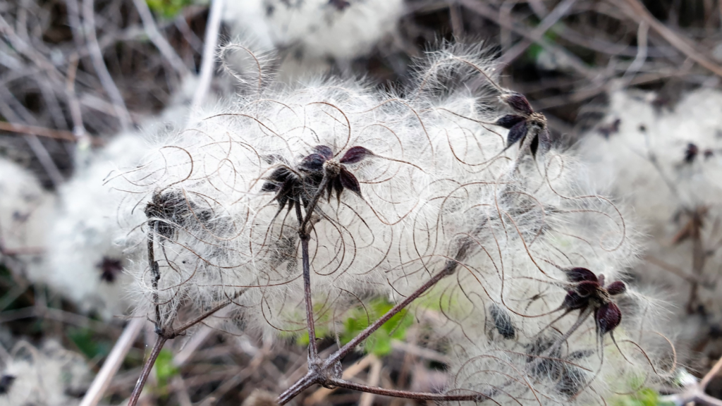 Old Man's Beard / Traveler's Joy