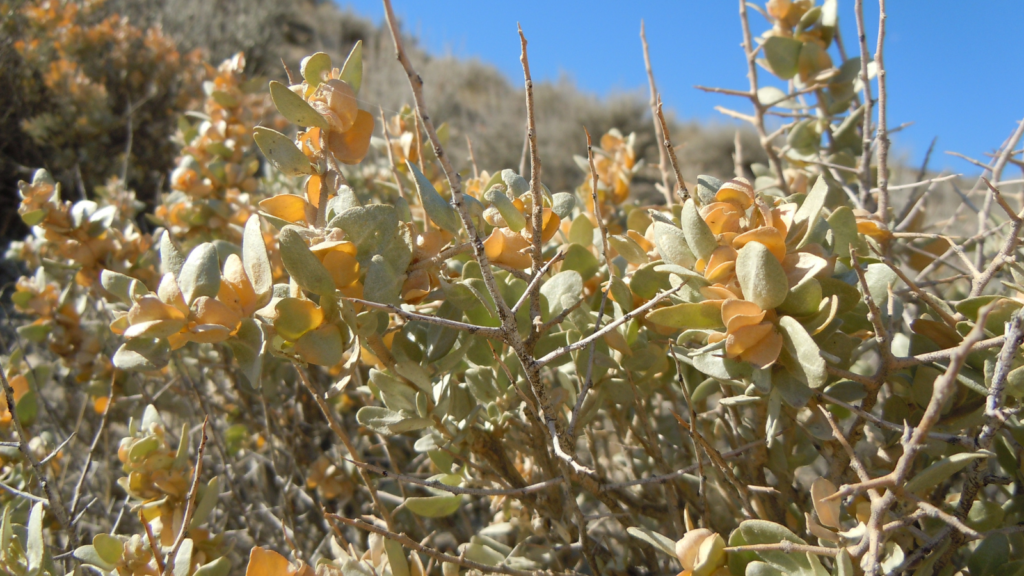 Shadscale / Spiny Saltbush