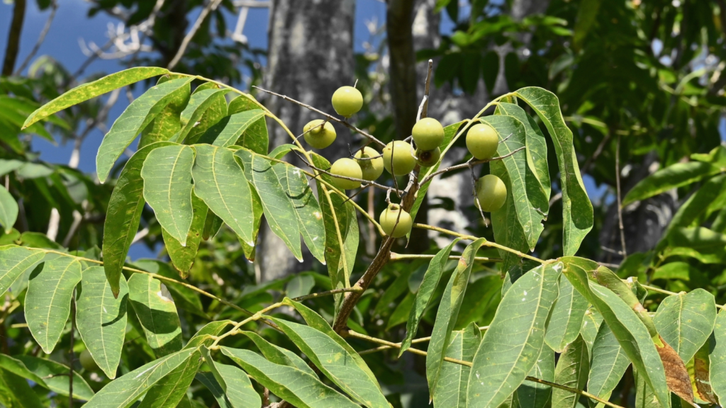 Soapberry