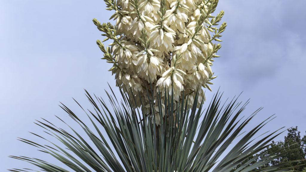 Soapweed Yucca