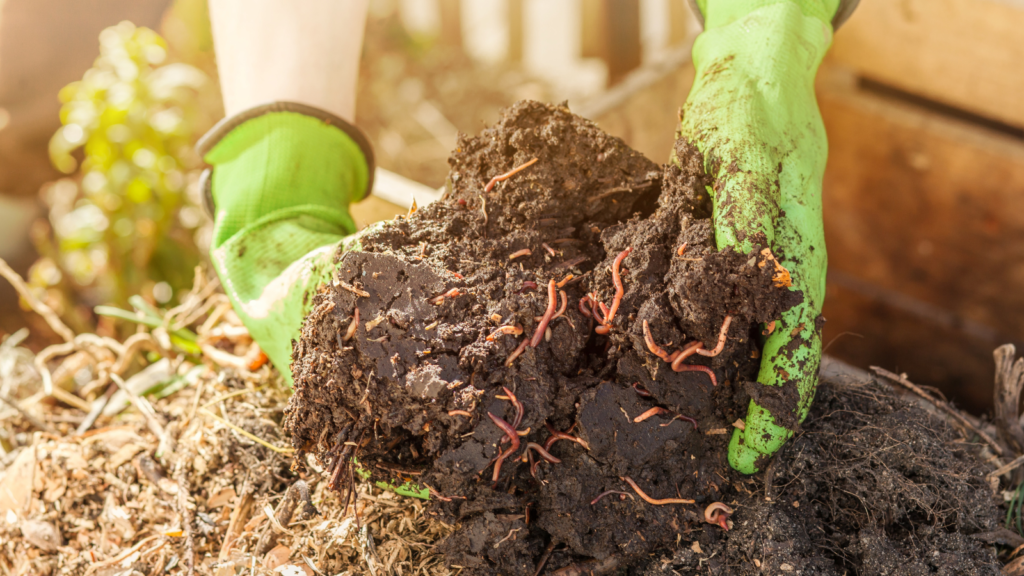 Worm Composting (Vermiculture)