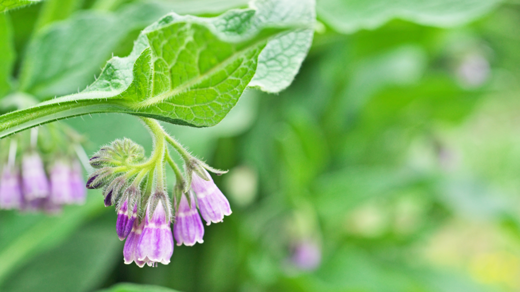 Comfrey