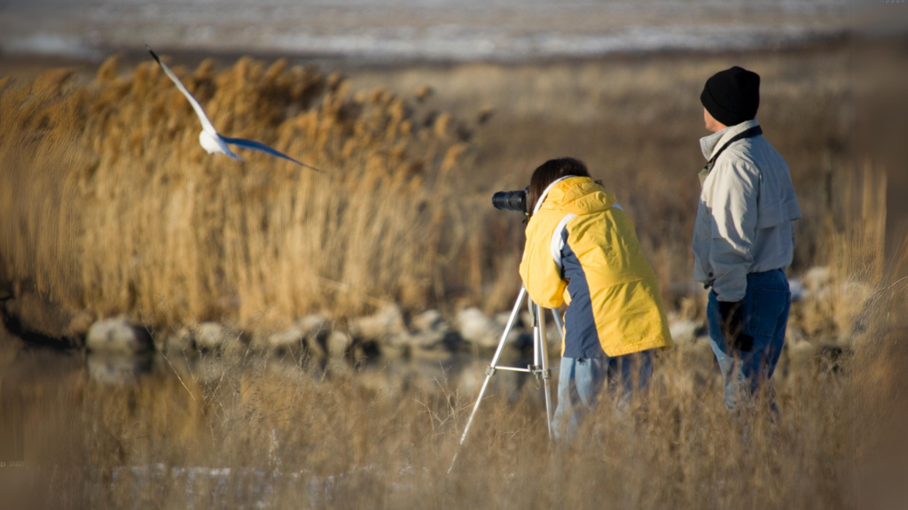 Birdwatching