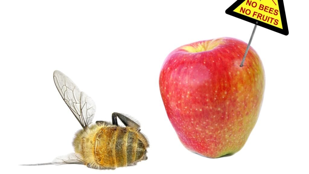 Dead bee and Fruit