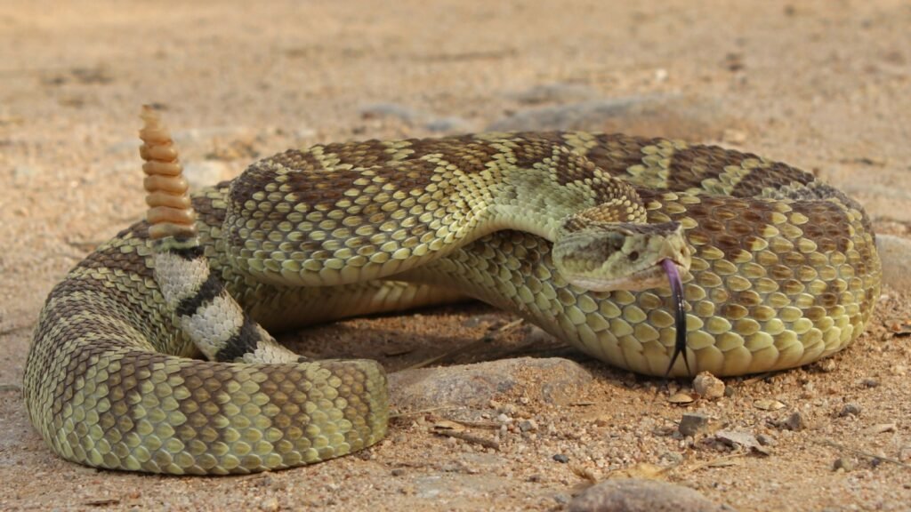 Mojave Rattlesnake