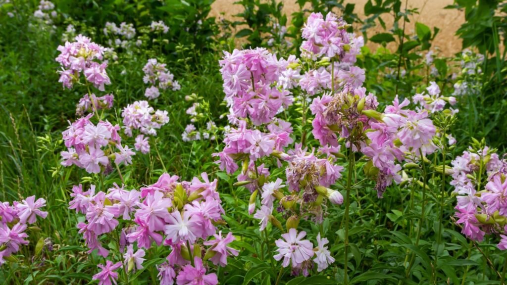 Soapwort