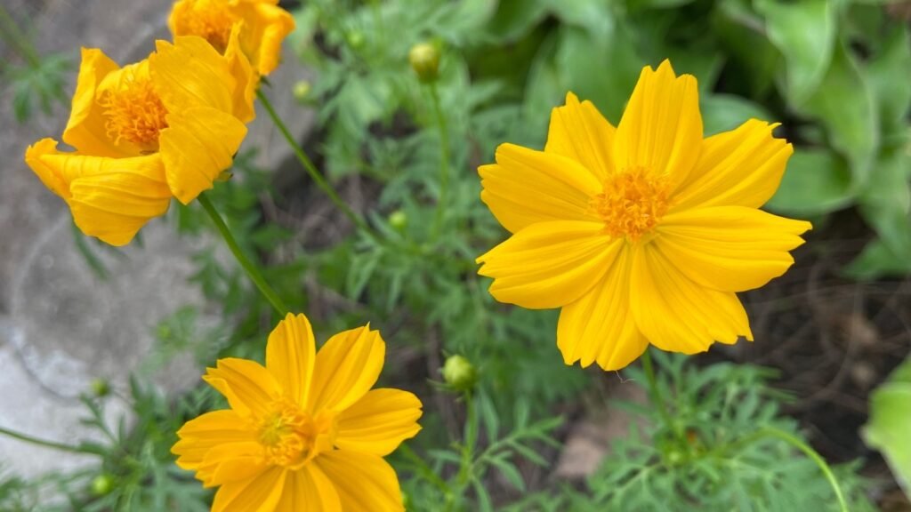 Coreopsis (Coreopsis spp.)