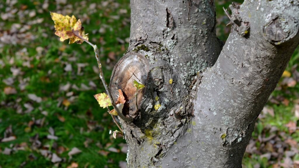 Why Does My Tree Have Young Sprouts at the Base, and What Should I Do About It?