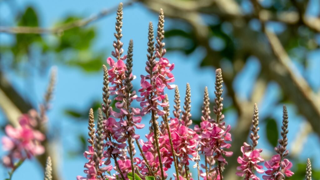 Indigo (Indigofera tinctoria)