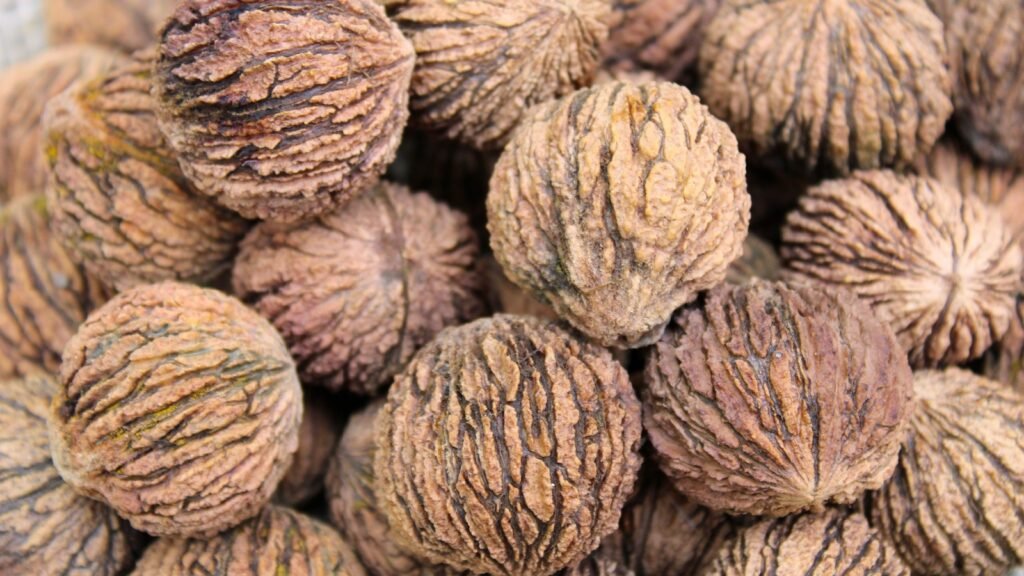 Black Walnut