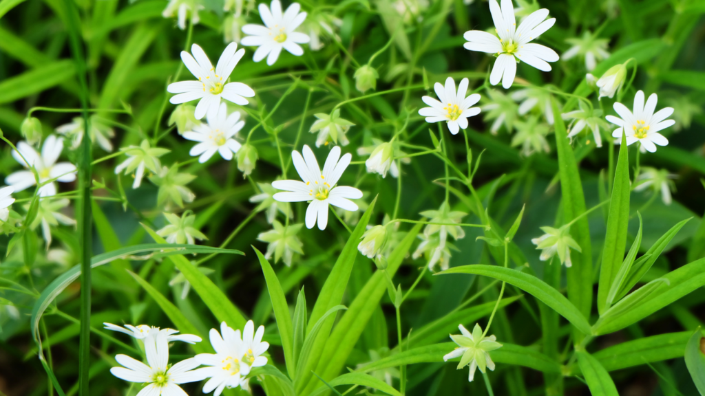 Chickweed