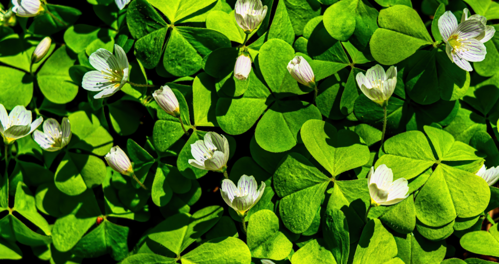 Wood Sorrel