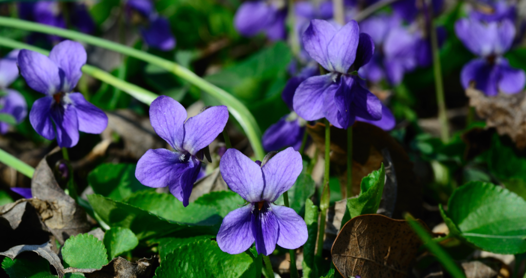 Wild Violets