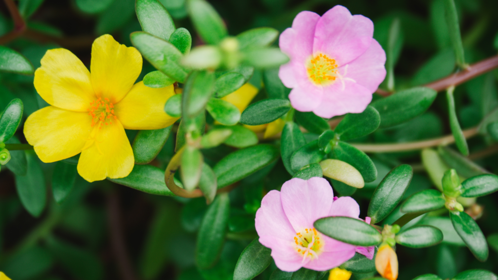 Purslane