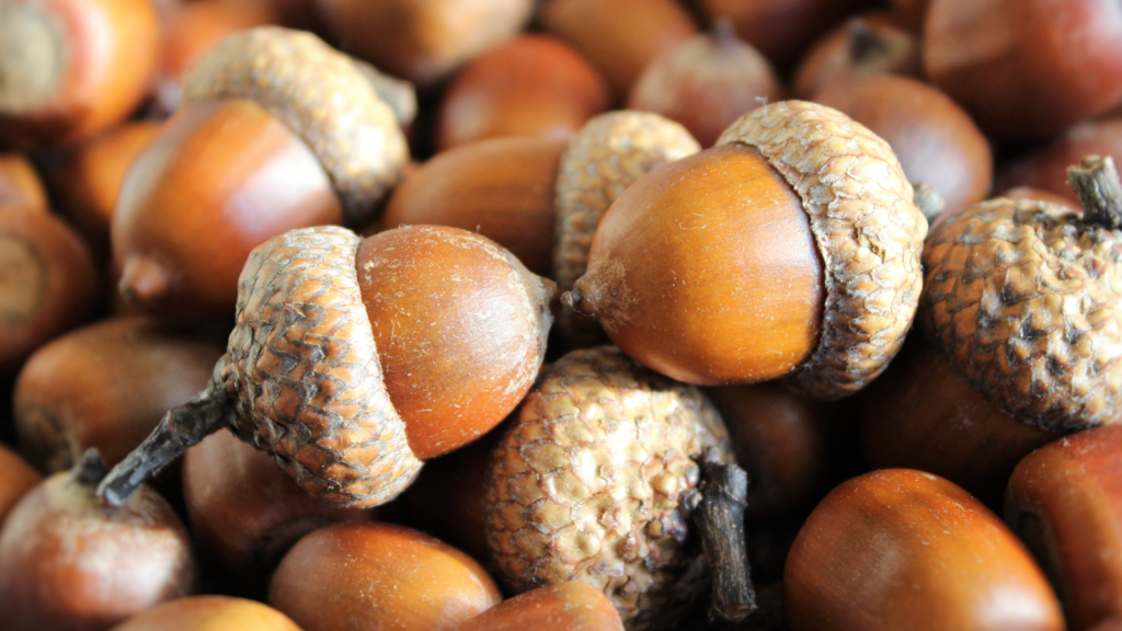 Acorns