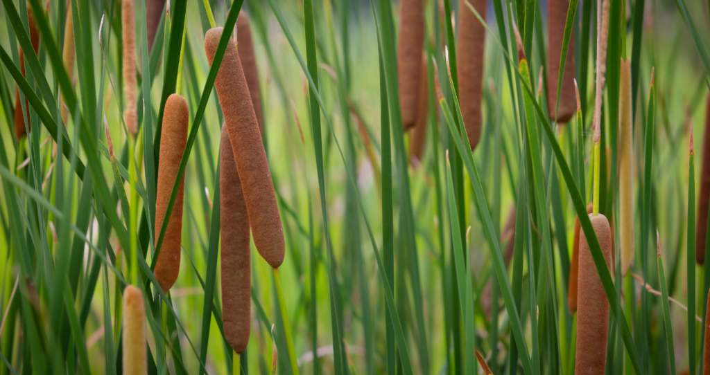 Cattails