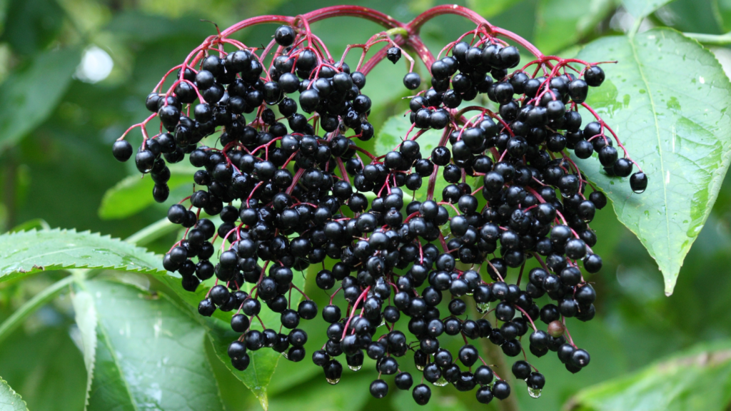 Elderberries