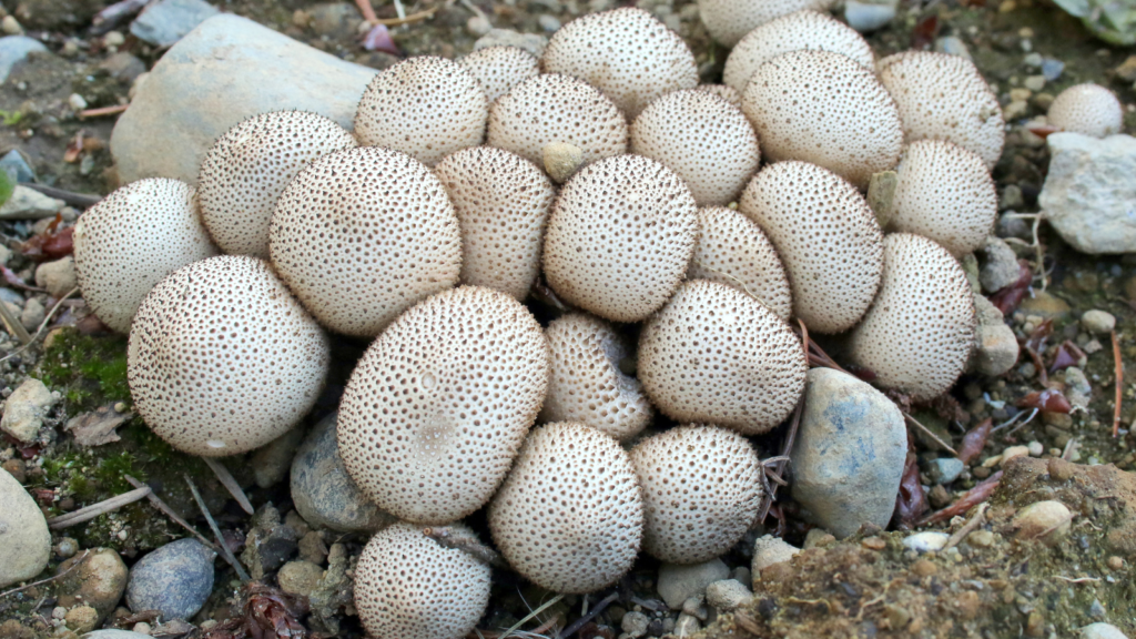 Mushrooms (e.g., Puffballs, Morels)