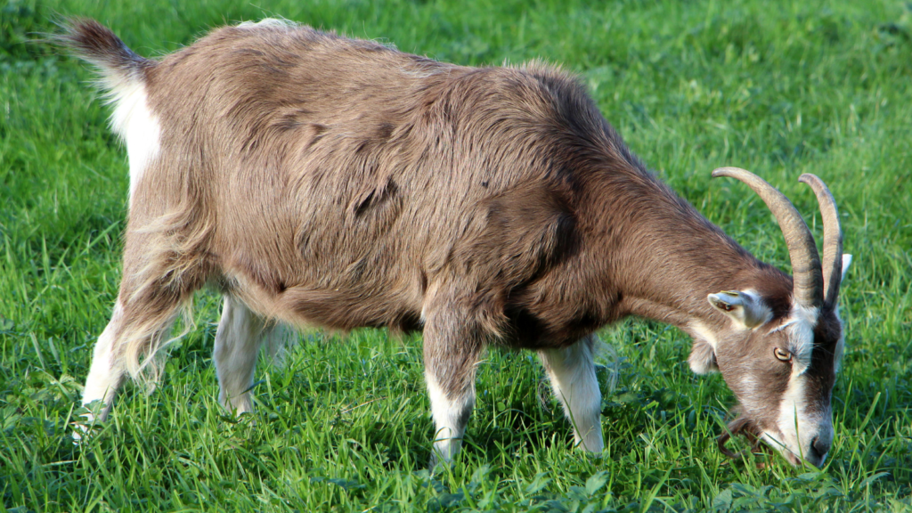 Toggenburg