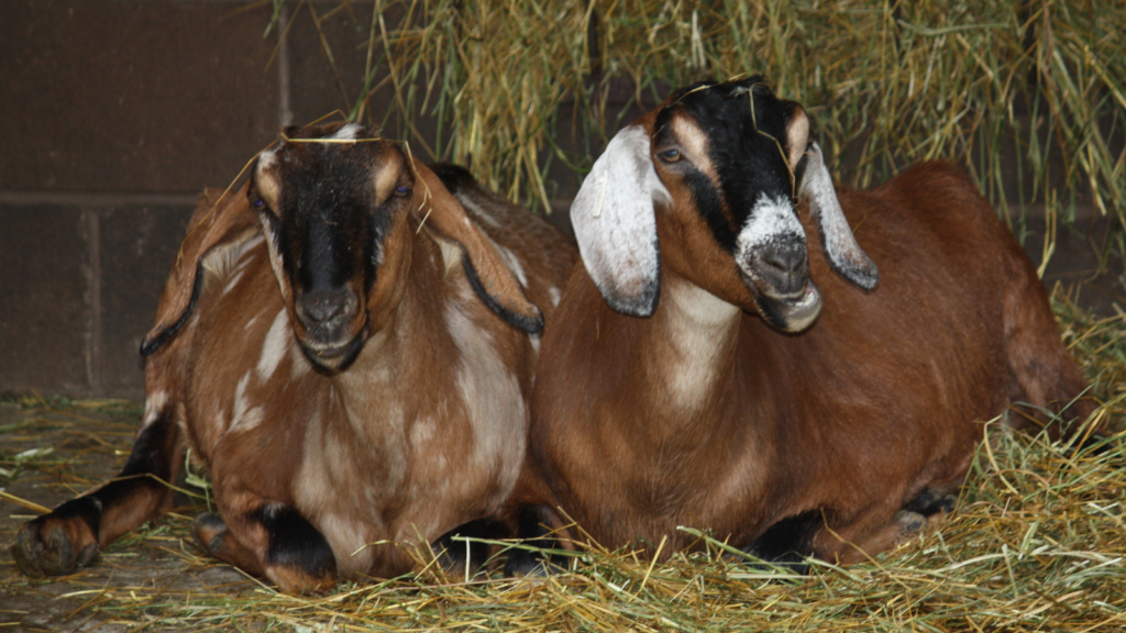 Two Nubian Goats