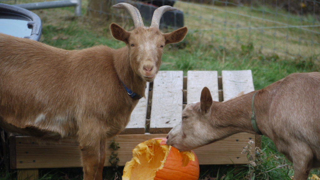 Two Guernsey Goats Eating Pumpkin