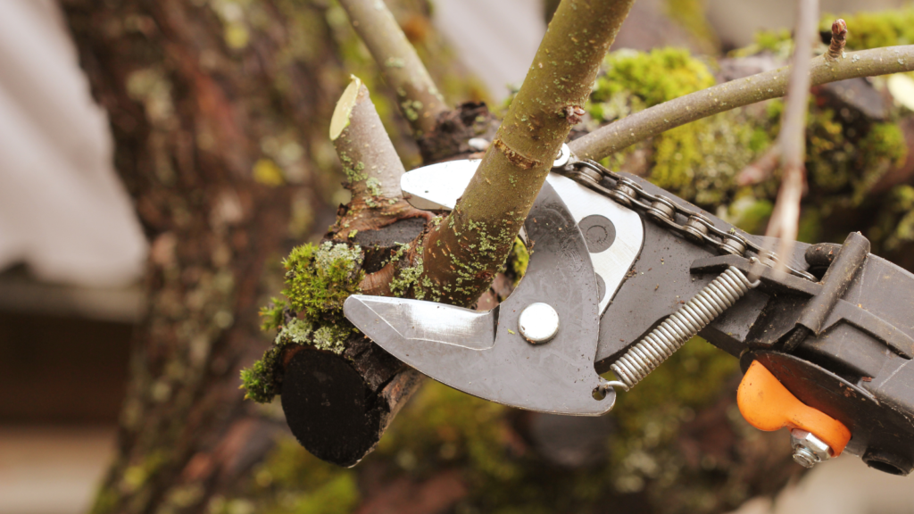 How to Choose the Right Tools for Pruning Suckers