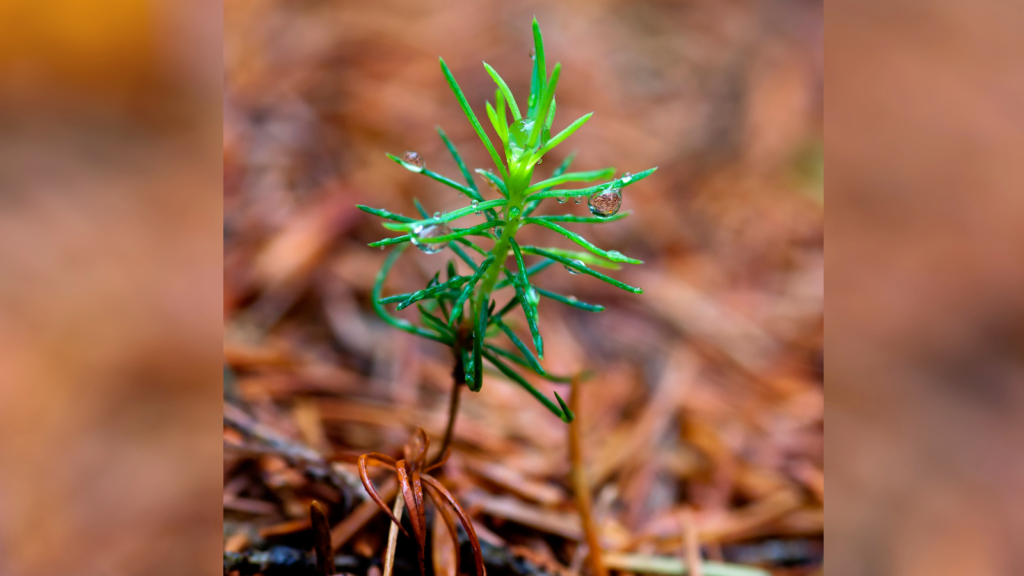 Understanding Why Tree Suckers Form in the First Place