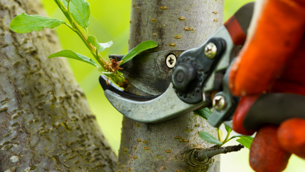 Always Prune Tree Suckers While They're Young