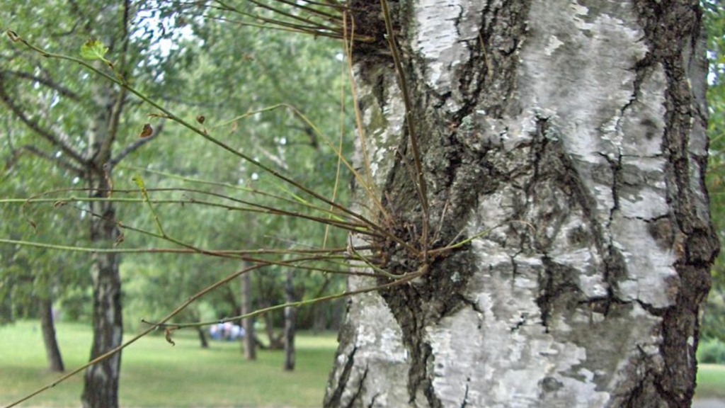 Identifying Tree Suckers vs. Water Sprouts