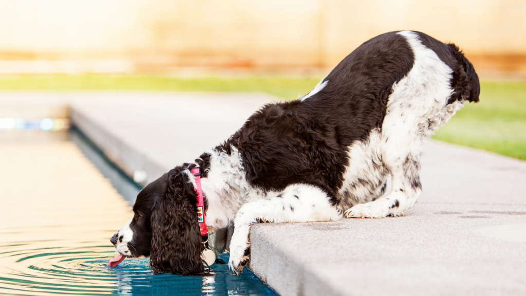 Risks of Drinking Pool Water