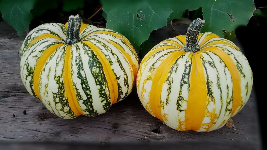 Winter Squash